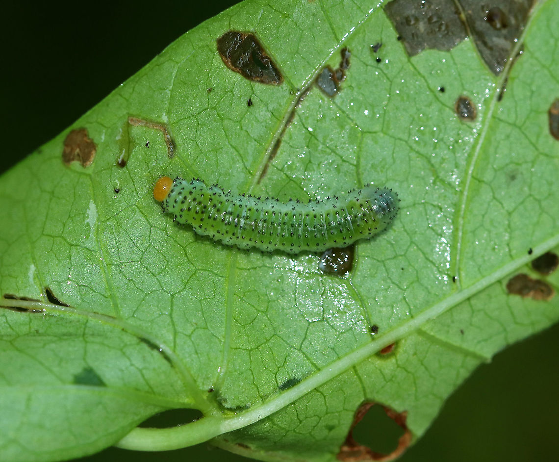 Sawfly Larva - Sphacophilus cellularis(?) I think this is Sphacophilus cellularis, but am waiting for confirmation on Bugguide.<br />
<br />
Habitat: Morning glory (family Convolvulaceae) in a rural garden Geotagged,Sphacophilus,Sphacophilus cellularis,Summer,United States,larva,sawfly,sawfly larva
