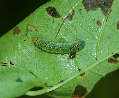 Sawfly Larva - Sphacophilus cellularis(?) I think this is Sphacophilus cellularis, but am waiting for confirmation on Bugguide.

Habitat: Morning glory (family Convolvulaceae) in a rural garden Geotagged,Sphacophilus,Sphacophilus cellularis,Summer,United States,larva,sawfly,sawfly larva
