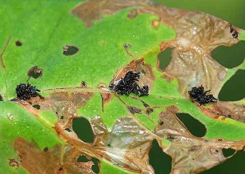 Frass? I spotted these three piles of what looks like frass on a leaf. There may have been beetle larvae under the piles. The holes on the leaf look like they were made from tortoise beetles (Charidotella sexpunctata), so the frass may be from the beetles...There's a tiny, white thing next to the center frass pile that looks like it could be something...

Habitat: Calystegia sp. leaf in a rural garden
https://www.jungledragon.com/image/86642/frass.html Geotagged,Summer,United States,frass,larvae,signs of wildlife