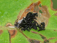 Frass? I spotted these three piles of what looks like frass on a leaf. There may have been beetle larvae under the piles. The holes on the leaf look like they were made from tortoise beetles (Charidotella sexpunctata), so the frass may be from the beetles...There's a tiny, white thing next to the center frass pile that looks like it could be something...<br />
<br />
Habitat: Calystegia sp. leaf in a rural garden<br />
https://www.jungledragon.com/image/86641/frass.html Geotagged,Summer,United States,frass