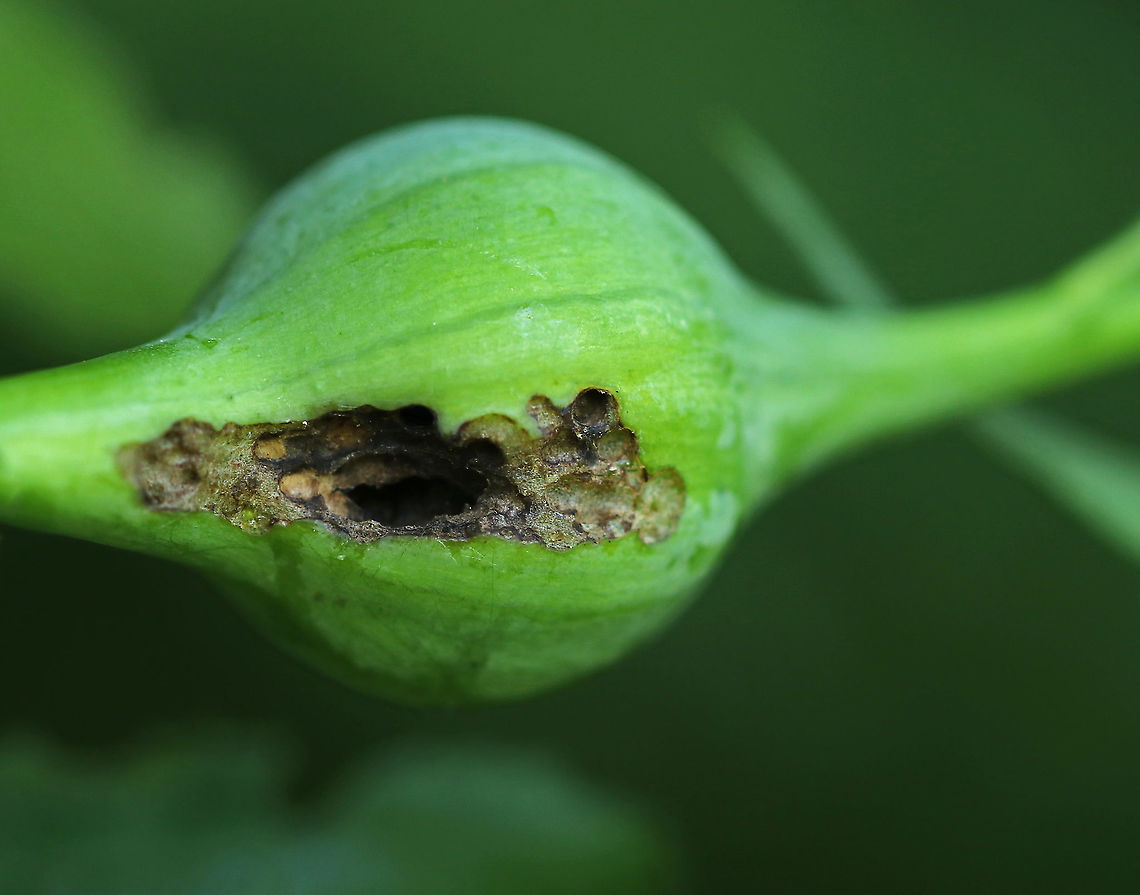 Goldenrod Gall - Eurosta solidaginis Gall (Predated) These galls are home to fat, juicy grubs. However, this gall had been predated on - maybe by another insect, but probably by a bird such as a chickadee because of the peck marks.<br />
<br />
Habitat: Meadow Eurosta solidaginis,Geotagged,Goldenrod gall fly,Summer,United States,fly gall,gall,goldenrod gall