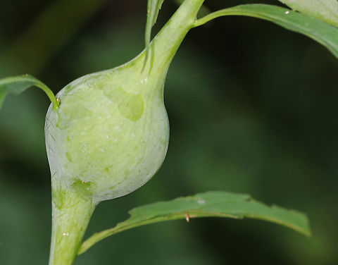 Goldenrod Gall - Eurosta solidaginis These galls are pretty common on goldenrod. They are caused by the fruit fly, Eurosta solidaginis, the larvae of which form round galls on the stem of Solidago sp.

Habitat: Meadow Eurosta solidaginis,Geotagged,Goldenrod gall fly,Summer,United States,gall,goldenrod gall