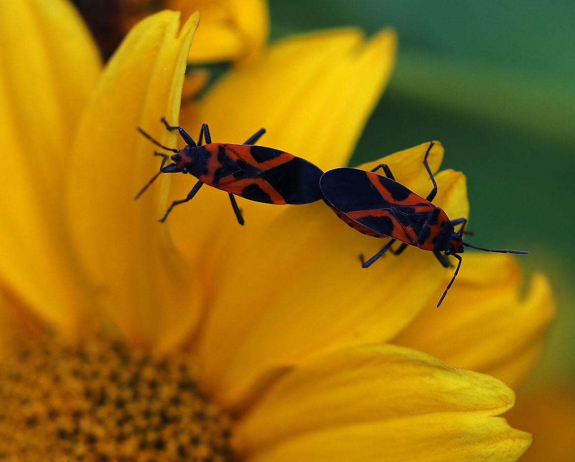 False Milkweed Bugs - Lygaeus turcicus Well, I wish I had gotten better photos of these bugs because I rarely see this species. But, they kept evading me and clearly wanted their privacy.<br />
<br />
Habitat: False sunflower (Heliopsis helianthoides)  Geotagged,Lygaeus,Lygaeus turcicus,Summer,United States,bug,false milkweed bug,milkweed bug,seed bug