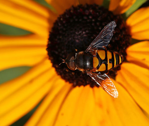 Transverse Flower Fly (Eristalis transversa) TL: ~ 10 mm. Thorax was gray and black; bright yellow scutellum and banding pattern on the abdomen.

Habitat: Rural garden Eristalis,Eristalis transversa,Geotagged,Summer,United States,flower fly,fly,hover fly,syrphid,syrphid fly