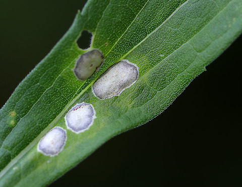 White Rust - Albugo candida White Rust is often categorized as a fungus, but is in fact an oomycete. Oomycetes are fungus-like, eukaryotic microorganisms.

It infects Brassicaceae species and cause diseases (white blister rust). 

Habitat: rural garden. Albugo,Albugo candida,Geotagged,Summer,United States,White rust,oomycete,rust