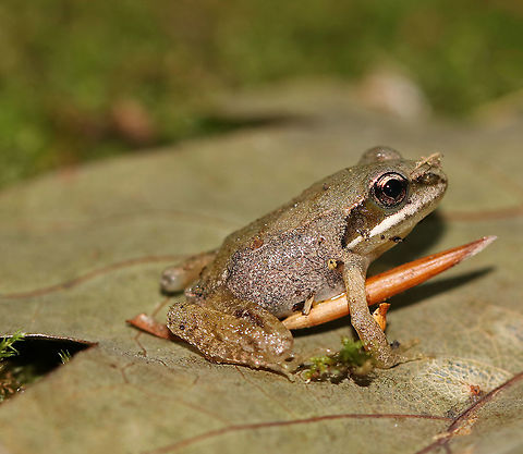 Wood Frog - Lithobates sylvaticus Adult wood frogs are brown or tan and have a dark eye mask. Individual frogs are capable of varying their color. This particular frog had all sorts of debris stuck to its moist skin.

Habitat: Mixed forest Geotagged,Lithobates,Lithobates sylvaticus,Summer,United States,Wood frog,frog