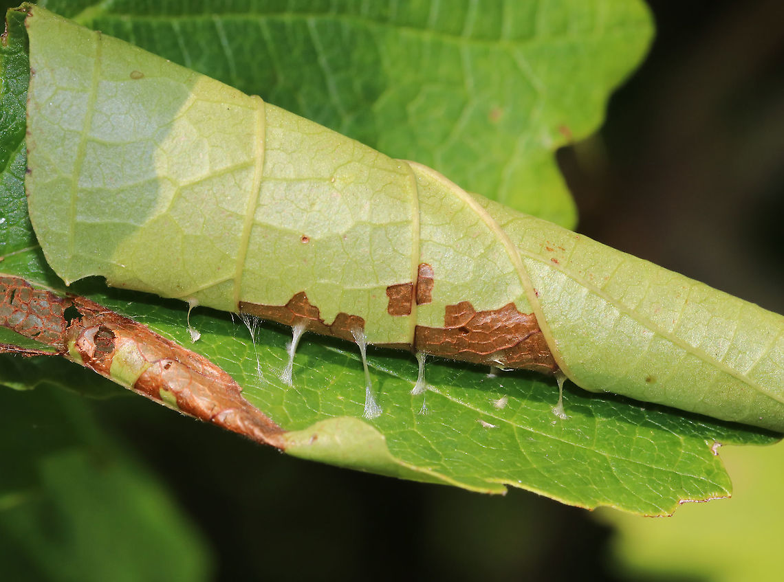 Leaf Roller - Family Tortricidae Habitat: Witch hazel (Hamamelis sp.) Geotagged,Summer,United States,leaf roller,tortricidae