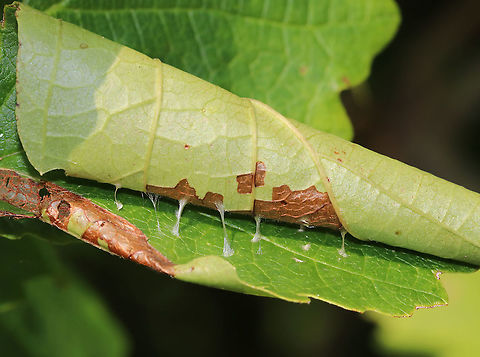 Leaf Roller - Family Tortricidae Habitat: Witch hazel (Hamamelis sp.) Geotagged,Summer,United States,leaf roller,tortricidae