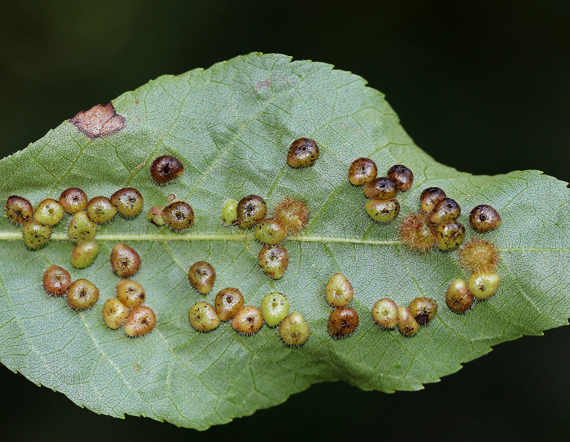 Hickory Placenta Gall Midge - Caryomyia thompsoni These undersides of these leaves were covered with galls.<br />
<br />
Habitat: Hickory (Carya sp.) Caryomyia,Caryomyia thompsoni,Geotagged,Midge galls,Summer,United States,gall,galls,hickory galls
