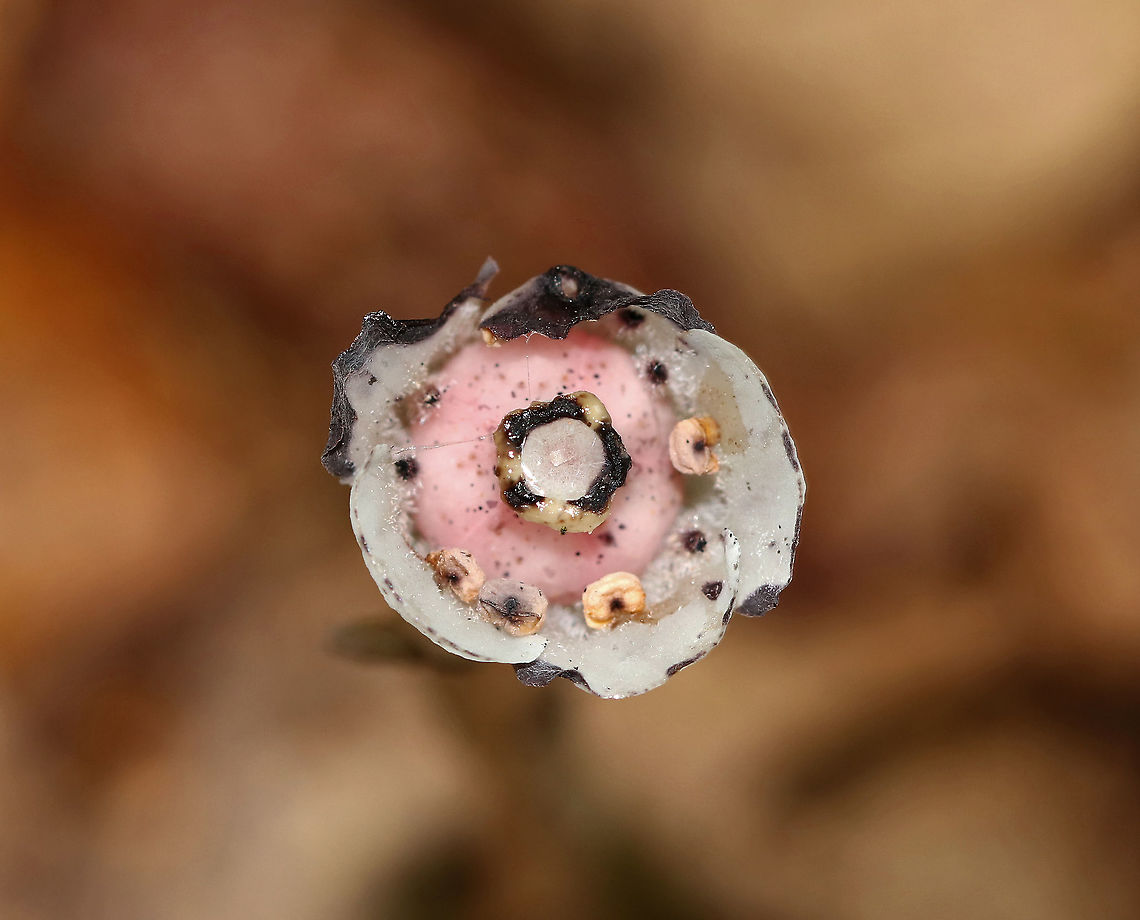 Indian Pipe - Monotropa uniflora The entire plant is translucent white, sometimes with a pale pink hue, and it often has black flecks. Indian Pipe has bract-like scales instead of leaves, with a single flower at the end of the stem. Upon emerging from the ground, the flower is pendant. As it matures, the flower becomes erect and in line with the stem.<br />
<br />
While Indian Pipe is a flowering plant, it is unusual because it isn't green. Unlike most plants, Indian Pipe is white and doesn't contain chlorophyll. Instead of generating energy from sunlight, it is parasitic - more specifically it's a myco-heterotroph. Myco-heterotrophs get their food by parasitizing fungi. They do this by linking their roots with the mycelia of a fungus from which the plant will then get its nutrients.<br />
<br />
Habitat: Deciduous forest Geotagged,Ghost Plant,Indian Pipe,Monotropa uniflora,Summer,United States