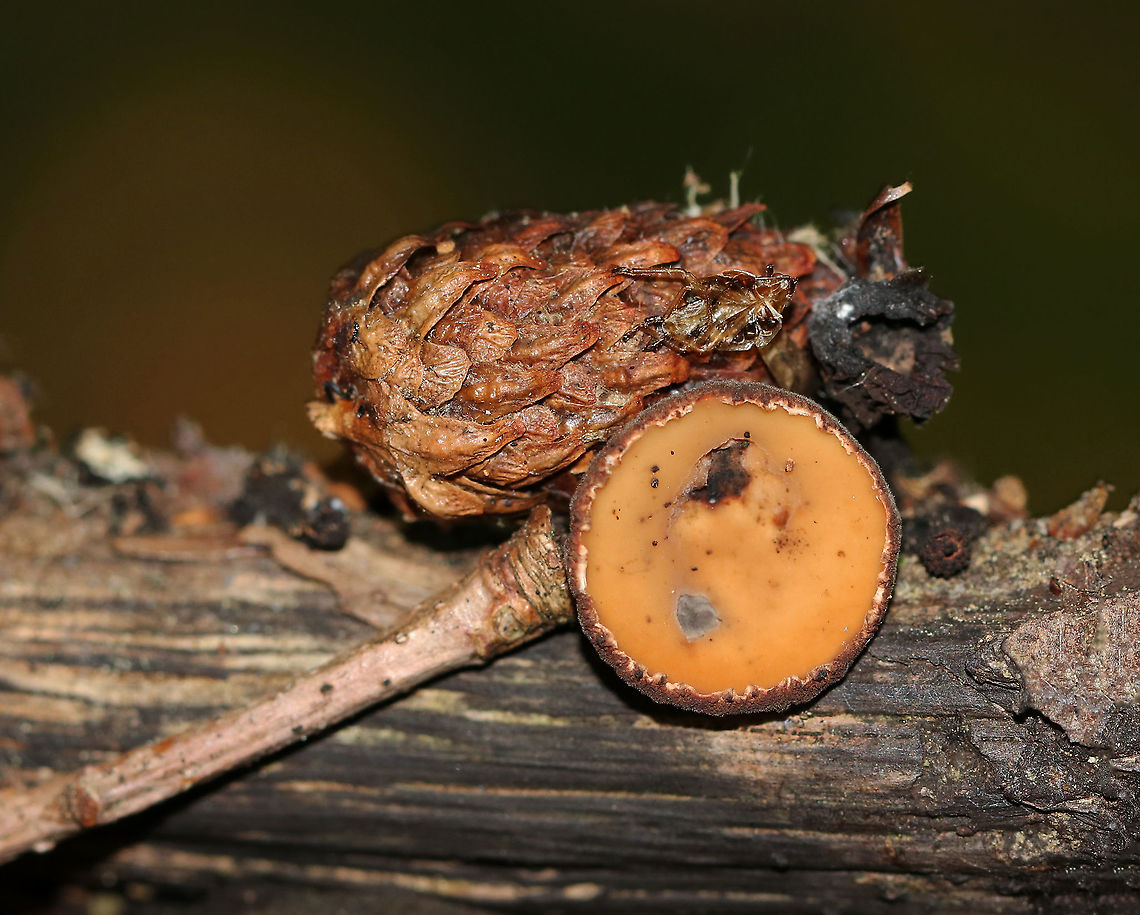 Peanut Butter Cup Fungus - Galiella rufa Cup fungus that resembles a peanut butter cup! The cup is closed at first, but then opens to form a shallow cup. The outer surface is blackish brown while the inner surface is tannish brown.<br />
<br />
Habitat: Growing on rotting wood in a deciduous forest.<br />
<figure class="photo"><a href="https://www.jungledragon.com/image/86695/peanut_butter_cup_fungus_undersurface_-_galiella_rufa.html" title="Peanut Butter Cup Fungus (Undersurface) - Galiella rufa"><img src="https://s3.amazonaws.com/media.jungledragon.com/images/3232/86695_thumb.jpg?AWSAccessKeyId=05GMT0V3GWVNE7GGM1R2&Expires=1759968010&Signature=Ax6ChePF5Qr8ybqskGUhq7p2mkU%3D" width="200" height="156" alt="Peanut Butter Cup Fungus (Undersurface) - Galiella rufa Cup fungus that resembles a peanut butter cup! The cup is closed at first, but then opens to form a shallow cup. The outer surface is blackish brown while the inner surface is tannish brown.<br />
<br />
Habitat: Growing on rotting wood in a deciduous forest.<br />
https://www.jungledragon.com/image/86694/peanut_butter_cup_fungus_-_galiella_rufa.html Galiella rufa,Geotagged,Peanut Butter Cup Fungus,Summer,United States" /></a></figure> Galiella,Galiella rufa,Geotagged,Peanut Butter Cup Fungus,Summer,United States,cup fungus