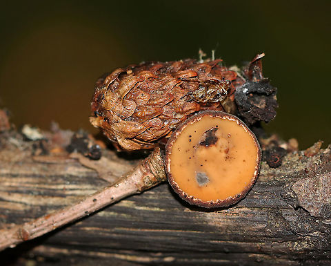 Peanut Butter Cup Fungus - Galiella rufa Cup fungus that resembles a peanut butter cup! The cup is closed at first, but then opens to form a shallow cup. The outer surface is blackish brown while the inner surface is tannish brown.

Habitat: Growing on rotting wood in a deciduous forest.
https://www.jungledragon.com/image/86695/peanut_butter_cup_fungus_-_galiella_rufa.html Galiella,Galiella rufa,Geotagged,Peanut Butter Cup Fungus,Summer,United States,cup fungus