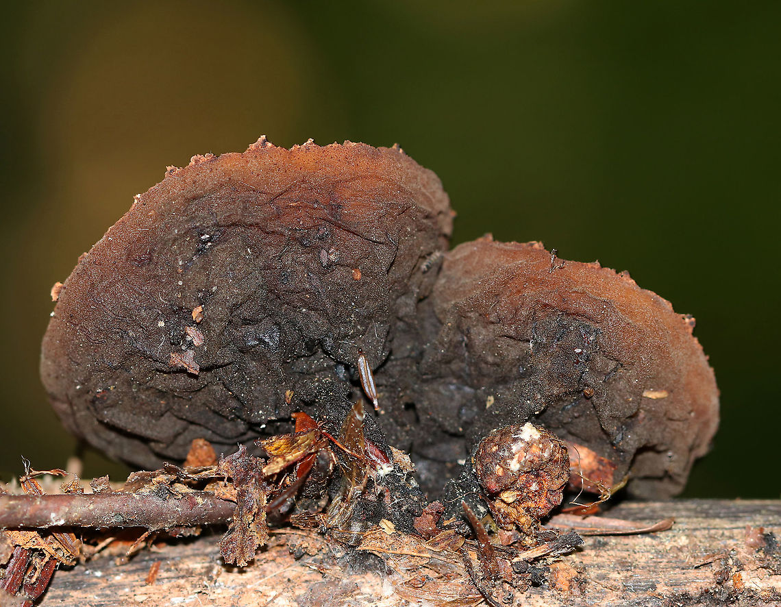 Peanut Butter Cup Fungus (Undersurface) - Galiella rufa Cup fungus that resembles a peanut butter cup! The cup is closed at first, but then opens to form a shallow cup. The outer surface is blackish brown while the inner surface is tannish brown.<br />
<br />
Habitat: Growing on rotting wood in a deciduous forest.<br />
<figure class="photo"><a href="https://www.jungledragon.com/image/86694/peanut_butter_cup_fungus_-_galiella_rufa.html" title="Peanut Butter Cup Fungus - Galiella rufa"><img src="https://s3.amazonaws.com/media.jungledragon.com/images/3232/86694_thumb.jpg?AWSAccessKeyId=05GMT0V3GWVNE7GGM1R2&Expires=1767225610&Signature=38kTcmJbROyBB7LWPaPv6%2BJTKrU%3D" width="200" height="162" alt="Peanut Butter Cup Fungus - Galiella rufa Cup fungus that resembles a peanut butter cup! The cup is closed at first, but then opens to form a shallow cup. The outer surface is blackish brown while the inner surface is tannish brown.<br />
<br />
Habitat: Growing on rotting wood in a deciduous forest.<br />
https://www.jungledragon.com/image/86695/peanut_butter_cup_fungus_-_galiella_rufa.html Galiella,Galiella rufa,Geotagged,Peanut Butter Cup Fungus,Summer,United States,cup fungus" /></a></figure> Galiella rufa,Geotagged,Peanut Butter Cup Fungus,Summer,United States