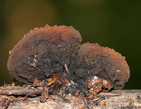 Peanut Butter Cup Fungus (Undersurface) - Galiella rufa Cup fungus that resembles a peanut butter cup! The cup is closed at first, but then opens to form a shallow cup. The outer surface is blackish brown while the inner surface is tannish brown.

Habitat: Growing on rotting wood in a deciduous forest.
https://www.jungledragon.com/image/86694/peanut_butter_cup_fungus_-_galiella_rufa.html Galiella rufa,Geotagged,Peanut Butter Cup Fungus,Summer,United States