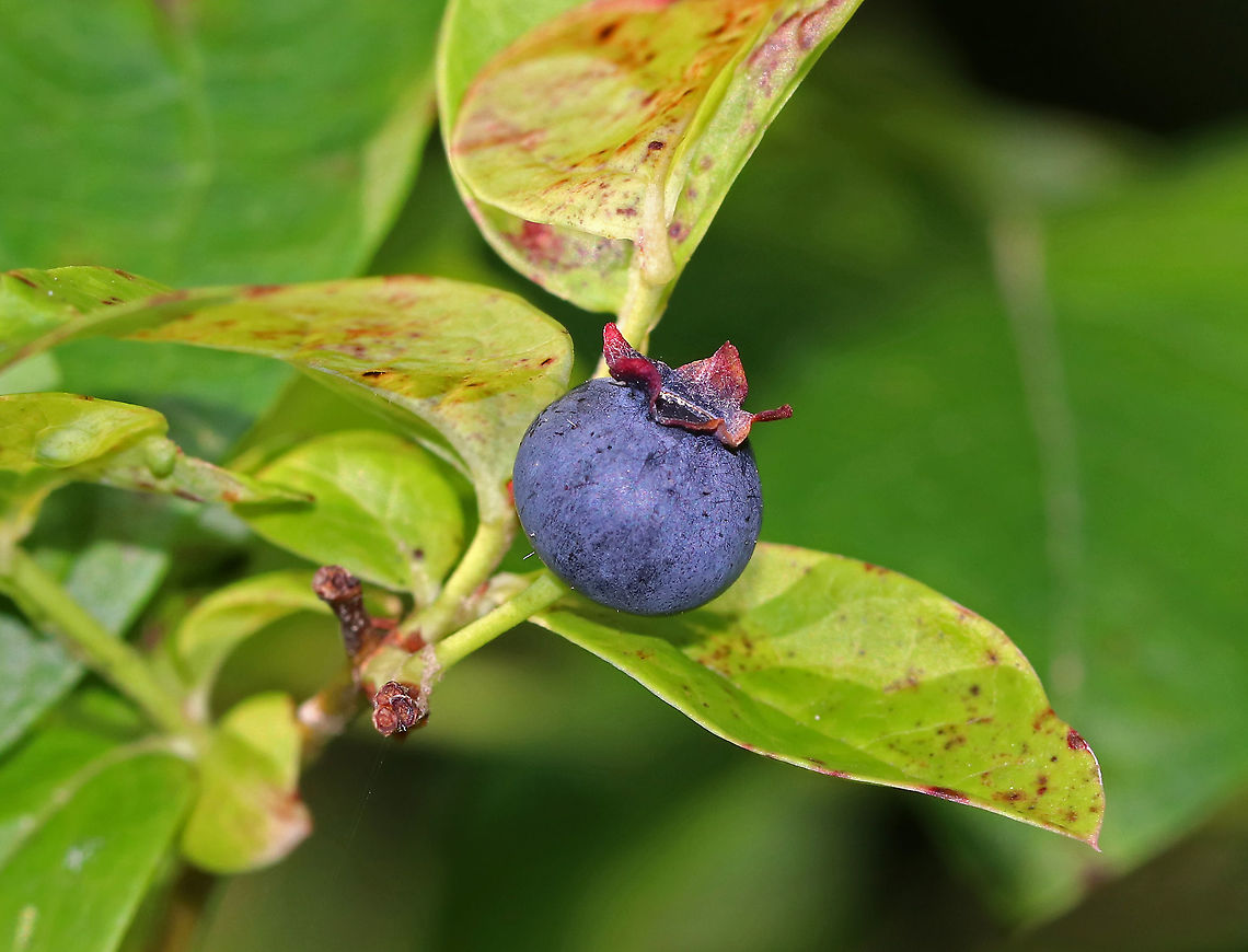 Northern Highbush Blueberry - Vaccinium corymbosum <br />
Northern Highbush Blueberry is a deciduous shrub that grows 6&ndash;12 feet tall. The dark glossy leaves are elliptical; the flowers are white, long, and bell-shaped; and the fruit is a small blue-black berry that will ripen during July-August in the northeastern US. It is a significantly important food crop. I found several bushes that were in various stages of ripening. <br />
<br />
Habitat: Mixed forest, growing around a pond Geotagged,Northern highbush blueberry,Summer,United States,Vaccinium corymbosum,blueberry,vaccinium