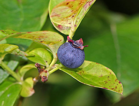 Northern Highbush Blueberry - Vaccinium corymbosum 
Northern Highbush Blueberry is a deciduous shrub that grows 6&ndash;12 feet tall. The dark glossy leaves are elliptical; the flowers are white, long, and bell-shaped; and the fruit is a small blue-black berry that will ripen during July-August in the northeastern US. It is a significantly important food crop. I found several bushes that were in various stages of ripening. 

Habitat: Mixed forest, growing around a pond Geotagged,Northern highbush blueberry,Summer,United States,Vaccinium corymbosum,blueberry,vaccinium