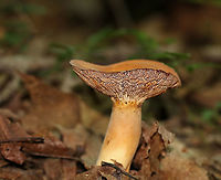 Mushroom - Lactifluus sp. The mushroom was super dry, but the gills did leak a tiny bit of latex, which turned the gills orange. Stipe was hollow.<br />
<br />
Habitat: Growing on the ground in a deciduous forest<br />
https://www.jungledragon.com/image/86700/mushroom_-_lactifluus_sp.html Geotagged,Summer,United States,lactifluus,mushroom