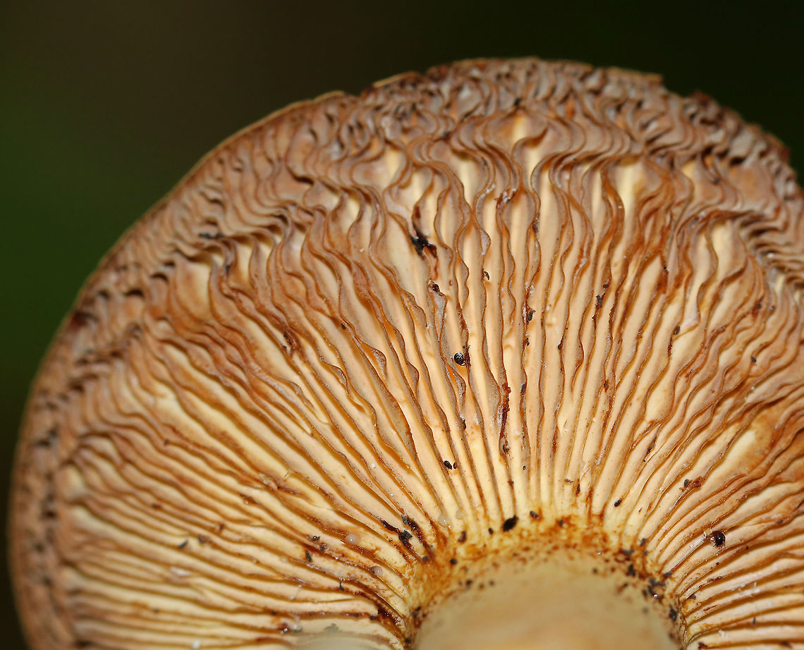 Mushroom - Lactifluus sp. The mushroom was super dry, but the gills did leak a tiny bit of latex, which turned the gills orange. Stipe was hollow.<br />
<br />
Habitat: Growing on the ground in a deciduous forest<br />
<figure class="photo"><a href="https://www.jungledragon.com/image/86699/mushroom_-_lactifluus_sp.html" title="Mushroom - Lactifluus sp."><img src="https://s3.amazonaws.com/media.jungledragon.com/images/3232/86699_thumb.jpg?AWSAccessKeyId=05GMT0V3GWVNE7GGM1R2&Expires=1759968010&Signature=B6cwRYtt6N4%2BSSfZTbIaaL%2BPuk8%3D" width="200" height="164" alt="Mushroom - Lactifluus sp. The mushroom was super dry, but the gills did leak a tiny bit of latex, which turned the gills orange. Stipe was hollow.<br />
<br />
Habitat: Growing on the ground in a deciduous forest<br />
https://www.jungledragon.com/image/86700/mushroom_-_lactifluus_sp.html Geotagged,Summer,United States,lactifluus,mushroom" /></a></figure> Geotagged,Summer,United States,mushroom