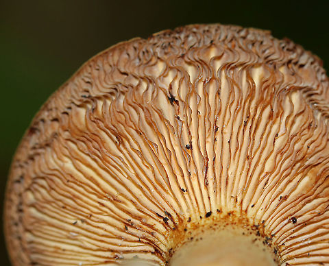 Mushroom - Lactifluus sp. The mushroom was super dry, but the gills did leak a tiny bit of latex, which turned the gills orange. Stipe was hollow.

Habitat: Growing on the ground in a deciduous forest
https://www.jungledragon.com/image/86699/mushroom_-_lactifluus_sp.html Geotagged,Summer,United States,mushroom