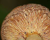 Mushroom - Lactifluus sp. The mushroom was super dry, but the gills did leak a tiny bit of latex, which turned the gills orange. Stipe was hollow.<br />
<br />
Habitat: Growing on the ground in a deciduous forest<br />
https://www.jungledragon.com/image/86699/mushroom_-_lactifluus_sp.html Geotagged,Summer,United States,mushroom