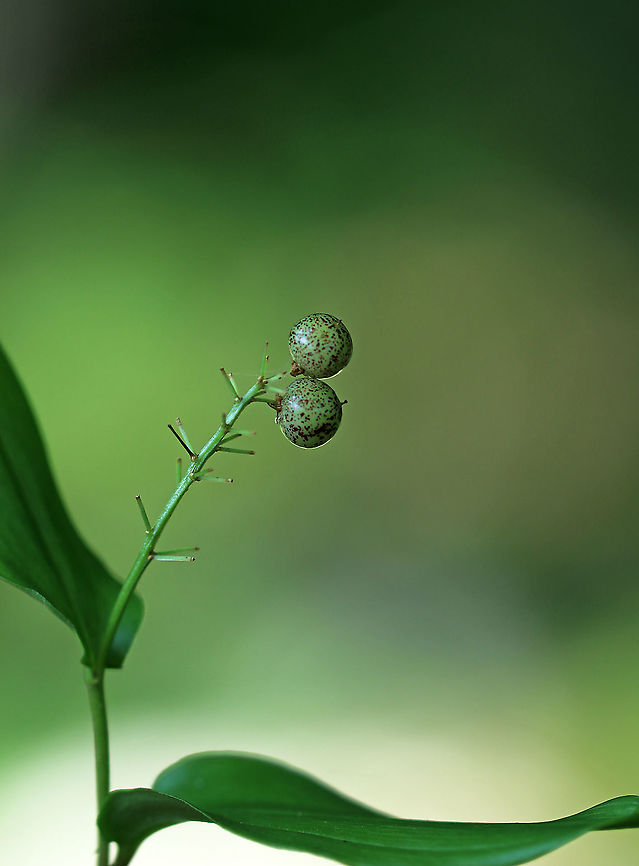 Canada Mayflower - Maianthemum canadense Canada Mayflower is a common, low-growing wildflower that produces white flowers in late spring. It has 1-3 shiny green leaves. The berries start out mottled red, but then turn deep red by mid-late summer.<br />
<br />
Habitat: Wet, deciduous forest<br />
<figure class="photo"><a href="https://www.jungledragon.com/image/86707/canada_mayflower_-_maianthemum_canadense.html" title="Canada Mayflower - Maianthemum canadense"><img src="https://s3.amazonaws.com/media.jungledragon.com/images/3232/86707_thumb.jpg?AWSAccessKeyId=05GMT0V3GWVNE7GGM1R2&Expires=1767225610&Signature=MhWVP9DclOgd3TUuTnh6OkgYWXs%3D" width="200" height="160" alt="Canada Mayflower - Maianthemum canadense Canada Mayflower is a common, low-growing wildflower that produces white flowers in late spring. It has 1-3 shiny green leaves. The berries start out mottled red, but then turn deep red by mid-late summer.<br />
<br />
Habitat: Wet, deciduous forest<br />
https://www.jungledragon.com/image/86706/canada_mayflower_-_maianthemum_canadense.html Canada Mayflower,Geotagged,Maianthemum canadense,Summer,United States" /></a></figure> Canada Mayflower,Geotagged,Maianthemum canadense,Summer,United States
