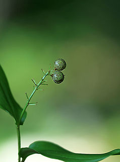 Canada Mayflower - Maianthemum canadense Canada Mayflower is a common, low-growing wildflower that produces white flowers in late spring. It has 1-3 shiny green leaves. The berries start out mottled red, but then turn deep red by mid-late summer.

Habitat: Wet, deciduous forest
https://www.jungledragon.com/image/86707/canada_mayflower_-_maianthemum_canadense.html Canada Mayflower,Geotagged,Maianthemum canadense,Summer,United States