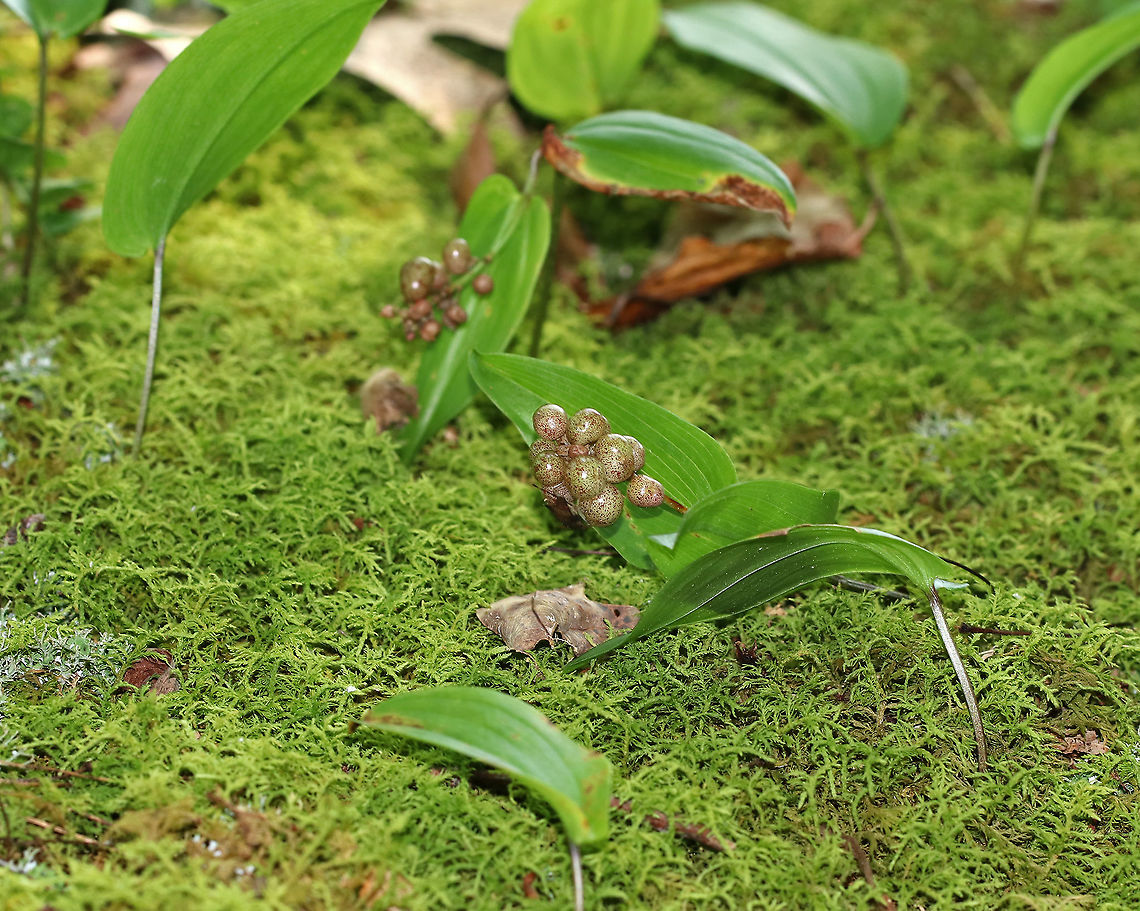 Canada Mayflower - Maianthemum canadense Canada Mayflower is a common, low-growing wildflower that produces white flowers in late spring. It has 1-3 shiny green leaves. The berries start out mottled red, but then turn deep red by mid-late summer.<br />
<br />
Habitat: Wet, deciduous forest<br />
<figure class="photo"><a href="https://www.jungledragon.com/image/86706/canada_mayflower_-_maianthemum_canadense.html" title="Canada Mayflower - Maianthemum canadense"><img src="https://s3.amazonaws.com/media.jungledragon.com/images/3232/86706_thumb.jpg?AWSAccessKeyId=05GMT0V3GWVNE7GGM1R2&Expires=1759968010&Signature=ULjBBbJmDWHD1frekmrxhs581b0%3D" width="114" height="152" alt="Canada Mayflower - Maianthemum canadense Canada Mayflower is a common, low-growing wildflower that produces white flowers in late spring. It has 1-3 shiny green leaves. The berries start out mottled red, but then turn deep red by mid-late summer.<br />
<br />
Habitat: Wet, deciduous forest<br />
https://www.jungledragon.com/image/86707/canada_mayflower_-_maianthemum_canadense.html Canada Mayflower,Geotagged,Maianthemum canadense,Summer,United States" /></a></figure> Canada Mayflower,Geotagged,Maianthemum canadense,Summer,United States