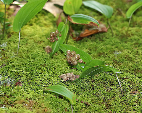 Canada Mayflower - Maianthemum canadense Canada Mayflower is a common, low-growing wildflower that produces white flowers in late spring. It has 1-3 shiny green leaves. The berries start out mottled red, but then turn deep red by mid-late summer.

Habitat: Wet, deciduous forest
https://www.jungledragon.com/image/86706/canada_mayflower_-_maianthemum_canadense.html Canada Mayflower,Geotagged,Maianthemum canadense,Summer,United States