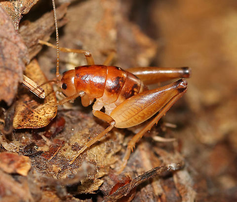 Camel Cricket - Family Rhaphidophoridae, Ceuthophilus sp. Large, hump-backed reddish brown cricket with very long antennae and long, spiky legs. These crickets are wingless and prefer dark, moist places.

Habitat: Deciduous forest Ceuthophilus,Family Rhaphidophoridae,Geotagged,Rhaphidophoridae,Summer,United States,camel cricket,cricket