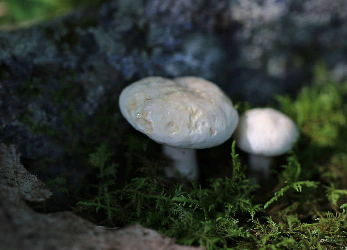Lactarius subvellereus *I&#039;m not 100% on the ID, but it seems most likely<br />
<br />
Cap: 2-3 cm diameter; white with some yellowish discoloration; soft and firm; inrolled<br />
Gills: White; attached; turned orange when bruised; close/crowded<br />
Stem: Equal; colored as cap; solid<br />
Latex: White<br />
<br />
Habitat: Growing in moss, under oak, in a mixed forest<br />
<figure class="photo"><a href="https://www.jungledragon.com/image/86736/lactarius_subvellereus.html" title="Lactarius subvellereus"><img src="https://s3.amazonaws.com/media.jungledragon.com/images/3232/86736_thumb.jpg?AWSAccessKeyId=05GMT0V3GWVNE7GGM1R2&Expires=1759968010&Signature=caBrcIXZiWFk00ODmnuK1AdXB1w%3D" width="200" height="166" alt="Lactarius subvellereus *I&#039;m not 100% on the ID, but it seems most likely<br />
<br />
Cap: 2-3 cm diameter; white with some yellowish discoloration; soft and firm; inrolled<br />
Gills: White; attached; turned orange when bruised; close/crowded<br />
Stem: Equal; colored as cap; solid<br />
Latex: White<br />
<br />
Habitat: Growing in moss, under oak, in a mixed forest<br />
https://www.jungledragon.com/image/86731/lactarius_subvellereus.html<br />
https://www.jungledragon.com/image/86734/lactarius_subvellereus.html<br />
https://www.jungledragon.com/image/86733/lactarius_subvellereus.html<br />
https://www.jungledragon.com/image/86732/lactarius_subvellereus.html Geotagged,Lactarius subvellereus,Summer,United States" /></a></figure><br />
<figure class="photo"><a href="https://www.jungledragon.com/image/86734/lactarius_subvellereus.html" title="Lactarius subvellereus"><img src="https://s3.amazonaws.com/media.jungledragon.com/images/3232/86734_thumb.jpg?AWSAccessKeyId=05GMT0V3GWVNE7GGM1R2&Expires=1759968010&Signature=jIH6VQ4L0u4M4N1sWOtgyOl7Nog%3D" width="200" height="114" alt="Lactarius subvellereus *I&#039;m not 100% on the ID, but it seems most likely<br />
<br />
Cap: 2-3 cm diameter; white with some yellowish discoloration; soft and firm; inrolled<br />
Gills: White; attached; turned orange when bruised; close/crowded<br />
Stem: Equal; colored as cap; solid<br />
Latex: White<br />
<br />
Habitat: Growing in moss, under oak, in a mixed forest<br />
https://www.jungledragon.com/image/86731/lactarius_subvellereus.html<br />
https://www.jungledragon.com/image/86736/lactarius_subvellereus.html<br />
https://www.jungledragon.com/image/86733/lactarius_subvellereus.html<br />
https://www.jungledragon.com/image/86732/lactarius_subvellereus.html Geotagged,Lactarius subvellereus,Summer,United States" /></a></figure><br />
<figure class="photo"><a href="https://www.jungledragon.com/image/86733/lactarius_subvellereus.html" title="Lactarius subvellereus"><img src="https://s3.amazonaws.com/media.jungledragon.com/images/3232/86733_thumb.jpg?AWSAccessKeyId=05GMT0V3GWVNE7GGM1R2&Expires=1759968010&Signature=OVWRFkzP84e72WPF6JDqcTy8xH0%3D" width="200" height="172" alt="Lactarius subvellereus *I&#039;m not 100% on the ID, but it seems most likely<br />
<br />
Cap: 2-3 cm diameter; white with some yellowish discoloration; soft and firm; inrolled<br />
Gills: White; attached; turned orange when bruised; close/crowded<br />
Stem: Equal; colored as cap; solid<br />
Latex: White<br />
<br />
Habitat: Growing in moss, under oak, in a mixed forest<br />
https://www.jungledragon.com/image/86734/lactarius_subvellereus.html<br />
https://www.jungledragon.com/image/86736/lactarius_subvellereus.html<br />
https://www.jungledragon.com/image/86731/lactarius_subvellereus.html<br />
https://www.jungledragon.com/image/86732/lactarius_subvellereus.html Geotagged,Lactarius subvellereus,Summer,United States" /></a></figure><br />
<figure class="photo"><a href="https://www.jungledragon.com/image/86732/lactarius_sp._lactarius_subvellereus.html" title="Lactarius sp. (Lactarius subvellereus??)"><img src="https://s3.amazonaws.com/media.jungledragon.com/images/3232/86732_thumb.jpg?AWSAccessKeyId=05GMT0V3GWVNE7GGM1R2&Expires=1759968010&Signature=2rLlza2YFDAu4KfcJ1IqBNZp0CU%3D" width="200" height="142" alt="Lactarius sp. (Lactarius subvellereus??) *I&#039;m not 100% on the ID, but it seems most likely. Although, I&#039;m getting feedback that the species-level ID may be wrong. So...? I&#039;m not sure what species this is right now.<br />
<br />
Cap: 2-3 cm diameter; white with some yellowish discoloration; soft and firm; inrolled<br />
Gills: White; attached; turned orange when bruised; close/crowded<br />
Stem: Equal; colored as cap; solid<br />
Latex: White<br />
<br />
Habitat: Growing in moss, under oak, in a mixed forest<br />
https://www.jungledragon.com/image/86733/lactarius_subvellereus.html<br />
https://www.jungledragon.com/image/86734/lactarius_subvellereus.html<br />
https://www.jungledragon.com/image/86736/lactarius_subvellereus.html<br />
https://www.jungledragon.com/image/86731/lactarius_subvellereus.html Geotagged,Lactarius,Lactarius subvellereus,Summer,United States" /></a></figure> Geotagged,Lactarius,Lactarius subvellereus,Summer,United States,milk cap,mushroom
