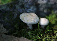 Lactarius subvellereus *I'm not 100% on the ID, but it seems most likely<br />
<br />
Cap: 2-3 cm diameter; white with some yellowish discoloration; soft and firm; inrolled<br />
Gills: White; attached; turned orange when bruised; close/crowded<br />
Stem: Equal; colored as cap; solid<br />
Latex: White<br />
<br />
Habitat: Growing in moss, under oak, in a mixed forest<br />
https://www.jungledragon.com/image/86736/lactarius_subvellereus.html<br />
https://www.jungledragon.com/image/86734/lactarius_subvellereus.html<br />
https://www.jungledragon.com/image/86733/lactarius_subvellereus.html<br />
https://www.jungledragon.com/image/86732/lactarius_subvellereus.html Geotagged,Lactarius,Lactarius subvellereus,Summer,United States,milk cap,mushroom