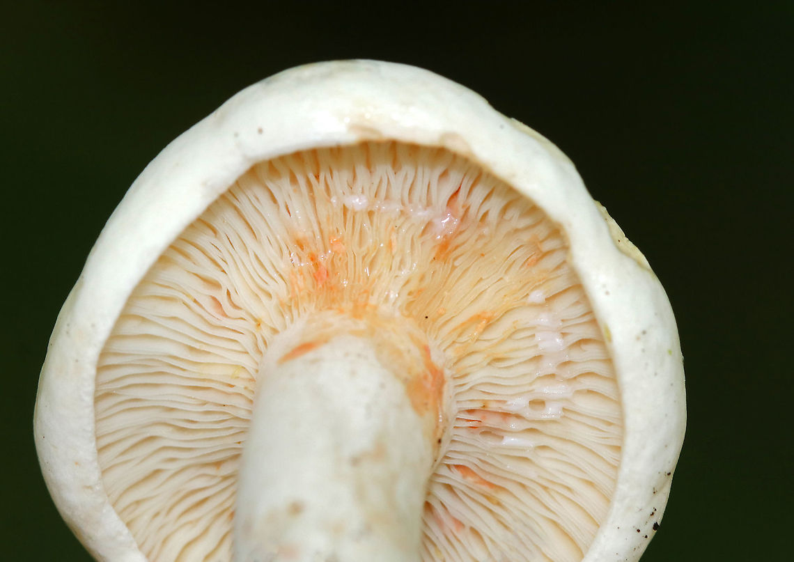 Lactarius sp. (Lactarius subvellereus??) *I&#039;m not 100% on the ID, but it seems most likely. Although, I&#039;m getting feedback that the species-level ID may be wrong. So...? I&#039;m not sure what species this is right now.<br />
<br />
Cap: 2-3 cm diameter; white with some yellowish discoloration; soft and firm; inrolled<br />
Gills: White; attached; turned orange when bruised; close/crowded<br />
Stem: Equal; colored as cap; solid<br />
Latex: White<br />
<br />
Habitat: Growing in moss, under oak, in a mixed forest<br />
<figure class="photo"><a href="https://www.jungledragon.com/image/86733/lactarius_subvellereus.html" title="Lactarius subvellereus"><img src="https://s3.amazonaws.com/media.jungledragon.com/images/3232/86733_thumb.jpg?AWSAccessKeyId=05GMT0V3GWVNE7GGM1R2&Expires=1759968010&Signature=OVWRFkzP84e72WPF6JDqcTy8xH0%3D" width="200" height="172" alt="Lactarius subvellereus *I&#039;m not 100% on the ID, but it seems most likely<br />
<br />
Cap: 2-3 cm diameter; white with some yellowish discoloration; soft and firm; inrolled<br />
Gills: White; attached; turned orange when bruised; close/crowded<br />
Stem: Equal; colored as cap; solid<br />
Latex: White<br />
<br />
Habitat: Growing in moss, under oak, in a mixed forest<br />
https://www.jungledragon.com/image/86734/lactarius_subvellereus.html<br />
https://www.jungledragon.com/image/86736/lactarius_subvellereus.html<br />
https://www.jungledragon.com/image/86731/lactarius_subvellereus.html<br />
https://www.jungledragon.com/image/86732/lactarius_subvellereus.html Geotagged,Lactarius subvellereus,Summer,United States" /></a></figure><br />
<figure class="photo"><a href="https://www.jungledragon.com/image/86734/lactarius_subvellereus.html" title="Lactarius subvellereus"><img src="https://s3.amazonaws.com/media.jungledragon.com/images/3232/86734_thumb.jpg?AWSAccessKeyId=05GMT0V3GWVNE7GGM1R2&Expires=1759968010&Signature=jIH6VQ4L0u4M4N1sWOtgyOl7Nog%3D" width="200" height="114" alt="Lactarius subvellereus *I&#039;m not 100% on the ID, but it seems most likely<br />
<br />
Cap: 2-3 cm diameter; white with some yellowish discoloration; soft and firm; inrolled<br />
Gills: White; attached; turned orange when bruised; close/crowded<br />
Stem: Equal; colored as cap; solid<br />
Latex: White<br />
<br />
Habitat: Growing in moss, under oak, in a mixed forest<br />
https://www.jungledragon.com/image/86731/lactarius_subvellereus.html<br />
https://www.jungledragon.com/image/86736/lactarius_subvellereus.html<br />
https://www.jungledragon.com/image/86733/lactarius_subvellereus.html<br />
https://www.jungledragon.com/image/86732/lactarius_subvellereus.html Geotagged,Lactarius subvellereus,Summer,United States" /></a></figure><br />
<figure class="photo"><a href="https://www.jungledragon.com/image/86736/lactarius_subvellereus.html" title="Lactarius subvellereus"><img src="https://s3.amazonaws.com/media.jungledragon.com/images/3232/86736_thumb.jpg?AWSAccessKeyId=05GMT0V3GWVNE7GGM1R2&Expires=1759968010&Signature=caBrcIXZiWFk00ODmnuK1AdXB1w%3D" width="200" height="166" alt="Lactarius subvellereus *I&#039;m not 100% on the ID, but it seems most likely<br />
<br />
Cap: 2-3 cm diameter; white with some yellowish discoloration; soft and firm; inrolled<br />
Gills: White; attached; turned orange when bruised; close/crowded<br />
Stem: Equal; colored as cap; solid<br />
Latex: White<br />
<br />
Habitat: Growing in moss, under oak, in a mixed forest<br />
https://www.jungledragon.com/image/86731/lactarius_subvellereus.html<br />
https://www.jungledragon.com/image/86734/lactarius_subvellereus.html<br />
https://www.jungledragon.com/image/86733/lactarius_subvellereus.html<br />
https://www.jungledragon.com/image/86732/lactarius_subvellereus.html Geotagged,Lactarius subvellereus,Summer,United States" /></a></figure><br />
<figure class="photo"><a href="https://www.jungledragon.com/image/86731/lactarius_subvellereus.html" title="Lactarius subvellereus"><img src="https://s3.amazonaws.com/media.jungledragon.com/images/3232/86731_thumb.jpg?AWSAccessKeyId=05GMT0V3GWVNE7GGM1R2&Expires=1759968010&Signature=Bq1FZIn5M4sih23sV0c4dnpKr%2BI%3D" width="200" height="146" alt="Lactarius subvellereus *I&#039;m not 100% on the ID, but it seems most likely<br />
<br />
Cap: 2-3 cm diameter; white with some yellowish discoloration; soft and firm; inrolled<br />
Gills: White; attached; turned orange when bruised; close/crowded<br />
Stem: Equal; colored as cap; solid<br />
Latex: White<br />
<br />
Habitat: Growing in moss, under oak, in a mixed forest<br />
https://www.jungledragon.com/image/86736/lactarius_subvellereus.html<br />
https://www.jungledragon.com/image/86734/lactarius_subvellereus.html<br />
https://www.jungledragon.com/image/86733/lactarius_subvellereus.html<br />
https://www.jungledragon.com/image/86732/lactarius_subvellereus.html Geotagged,Lactarius,Lactarius subvellereus,Summer,United States,milk cap,mushroom" /></a></figure> Geotagged,Lactarius,Lactarius subvellereus,Summer,United States