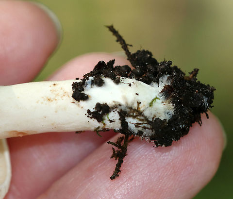 Lactarius subvellereus *I'm not 100% on the ID, but it seems most likely

Cap: 2-3 cm diameter; white with some yellowish discoloration; soft and firm; inrolled
Gills: White; attached; turned orange when bruised; close/crowded
Stem: Equal; colored as cap; solid
Latex: White

Habitat: Growing in moss, under oak, in a mixed forest
https://www.jungledragon.com/image/86734/lactarius_subvellereus.html
https://www.jungledragon.com/image/86736/lactarius_subvellereus.html
https://www.jungledragon.com/image/86731/lactarius_subvellereus.html
https://www.jungledragon.com/image/86732/lactarius_subvellereus.html Geotagged,Lactarius subvellereus,Summer,United States