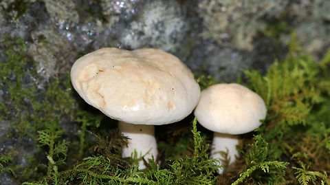 Lactarius subvellereus *I'm not 100% on the ID, but it seems most likely

Cap: 2-3 cm diameter; white with some yellowish discoloration; soft and firm; inrolled
Gills: White; attached; turned orange when bruised; close/crowded
Stem: Equal; colored as cap; solid
Latex: White

Habitat: Growing in moss, under oak, in a mixed forest
https://www.jungledragon.com/image/86731/lactarius_subvellereus.html
https://www.jungledragon.com/image/86736/lactarius_subvellereus.html
https://www.jungledragon.com/image/86733/lactarius_subvellereus.html
https://www.jungledragon.com/image/86732/lactarius_subvellereus.html Geotagged,Lactarius subvellereus,Summer,United States