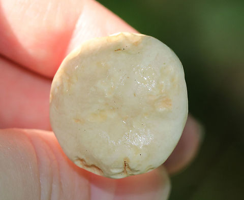 Lactarius subvellereus *I'm not 100% on the ID, but it seems most likely

Cap: 2-3 cm diameter; white with some yellowish discoloration; soft and firm; inrolled
Gills: White; attached; turned orange when bruised; close/crowded
Stem: Equal; colored as cap; solid
Latex: White

Habitat: Growing in moss, under oak, in a mixed forest
https://www.jungledragon.com/image/86731/lactarius_subvellereus.html
https://www.jungledragon.com/image/86734/lactarius_subvellereus.html
https://www.jungledragon.com/image/86733/lactarius_subvellereus.html
https://www.jungledragon.com/image/86732/lactarius_subvellereus.html Geotagged,Lactarius subvellereus,Summer,United States