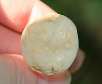 Lactarius subvellereus *I'm not 100% on the ID, but it seems most likely<br />
<br />
Cap: 2-3 cm diameter; white with some yellowish discoloration; soft and firm; inrolled<br />
Gills: White; attached; turned orange when bruised; close/crowded<br />
Stem: Equal; colored as cap; solid<br />
Latex: White<br />
<br />
Habitat: Growing in moss, under oak, in a mixed forest<br />
https://www.jungledragon.com/image/86731/lactarius_subvellereus.html<br />
https://www.jungledragon.com/image/86734/lactarius_subvellereus.html<br />
https://www.jungledragon.com/image/86733/lactarius_subvellereus.html<br />
https://www.jungledragon.com/image/86732/lactarius_subvellereus.html Geotagged,Lactarius subvellereus,Summer,United States