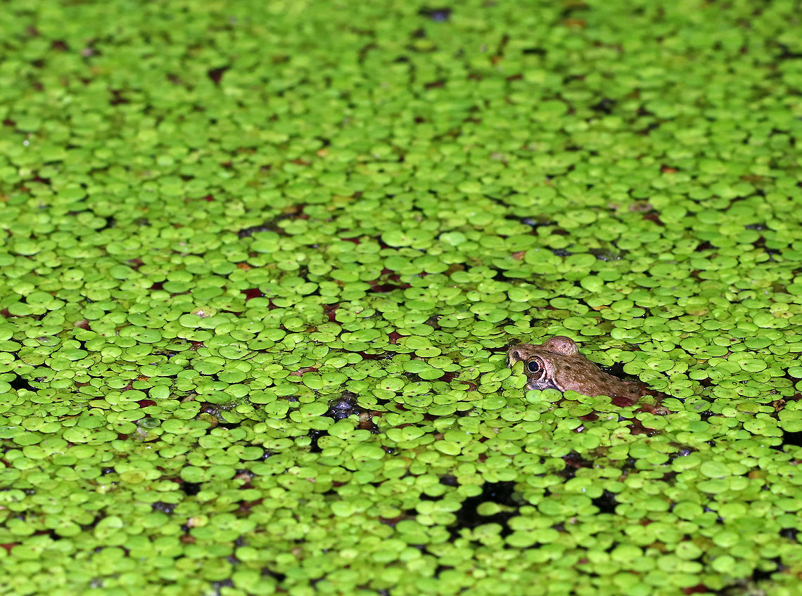 Green Frog - Lithobates clamitans <br />
Habitat: Small, man-made pond that is frequently populated by frogs Geotagged,Green frog,Lithobates clamitans,Summer,United States,frog