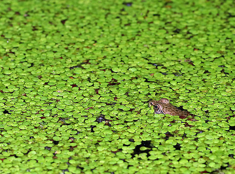 Green Frog - Lithobates clamitans 
Habitat: Small, man-made pond that is frequently populated by frogs Geotagged,Green frog,Lithobates clamitans,Summer,United States,frog