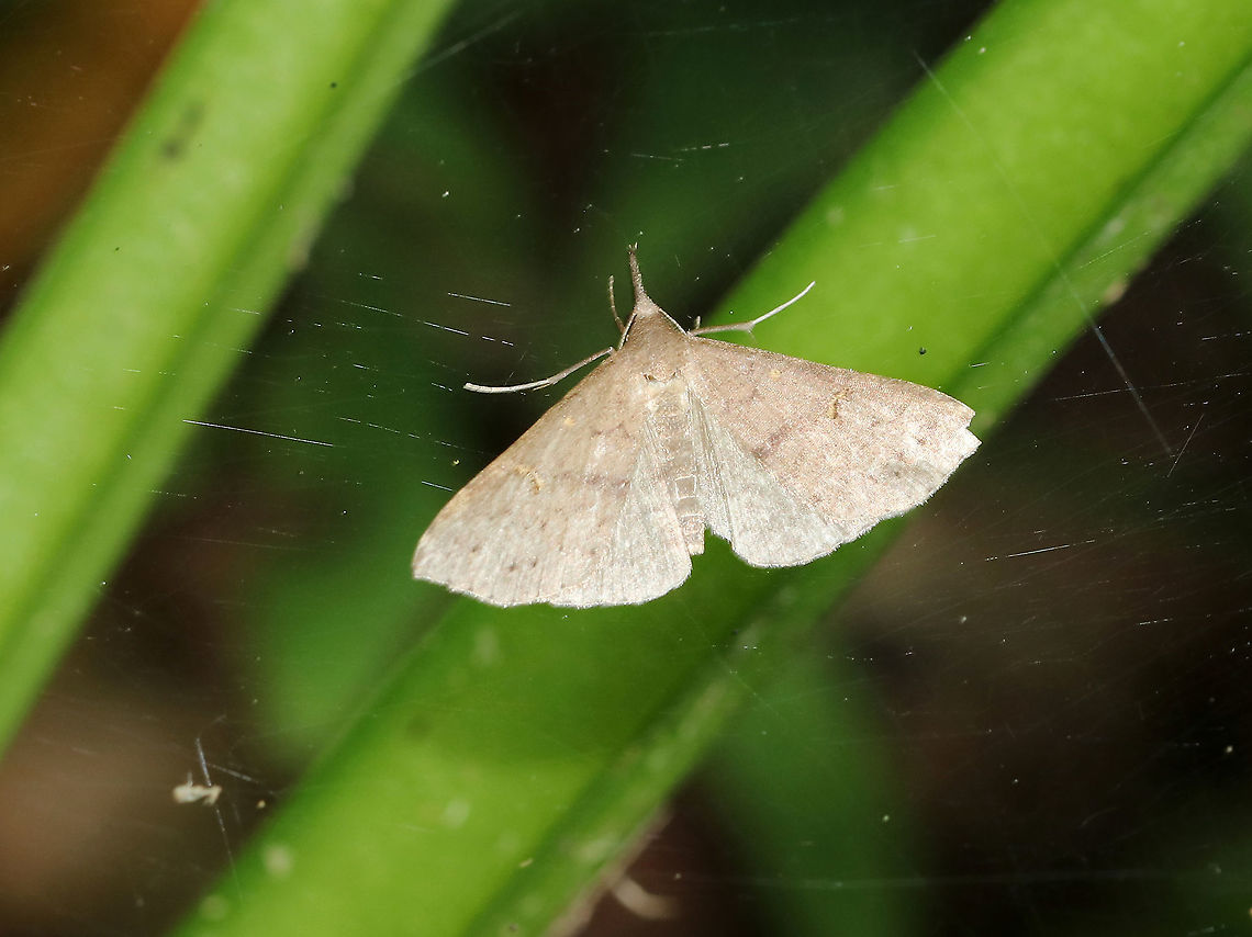 Gray Renia - Renia adspergillus Wingspan: ~22 mm. This individual was really worn and sadly stuck in a web.<br />
<br />
Habitat: Deciduous forest; here were lots of them fluttering around Geotagged,Gray Renia,Renia adspergillus,Summer,United States,moth,renia
