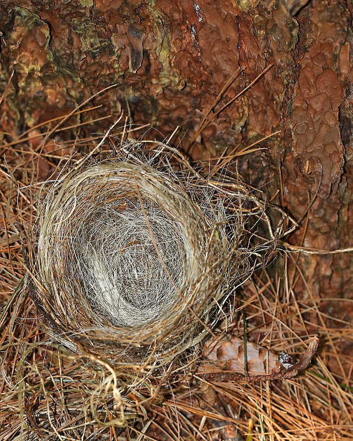 Bird's Nest I found this nest on the ground in a mostly coniferous forest. I was amazed by how much animal hair was woven into the nest! I&#039;m now imagining birds landing on bears, foxes, and coyotes to pull their fur out.<br />
<br />
Habitat: Coniferous forest Geotagged,Summer,United States,bird nest,bird's nest,nest