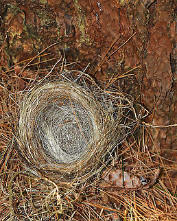 Bird's Nest I found this nest on the ground in a mostly coniferous forest. I was amazed by how much animal hair was woven into the nest! I'm now imagining birds landing on bears, foxes, and coyotes to pull their fur out.

Habitat: Coniferous forest Geotagged,Summer,United States,bird nest,bird's nest,nest