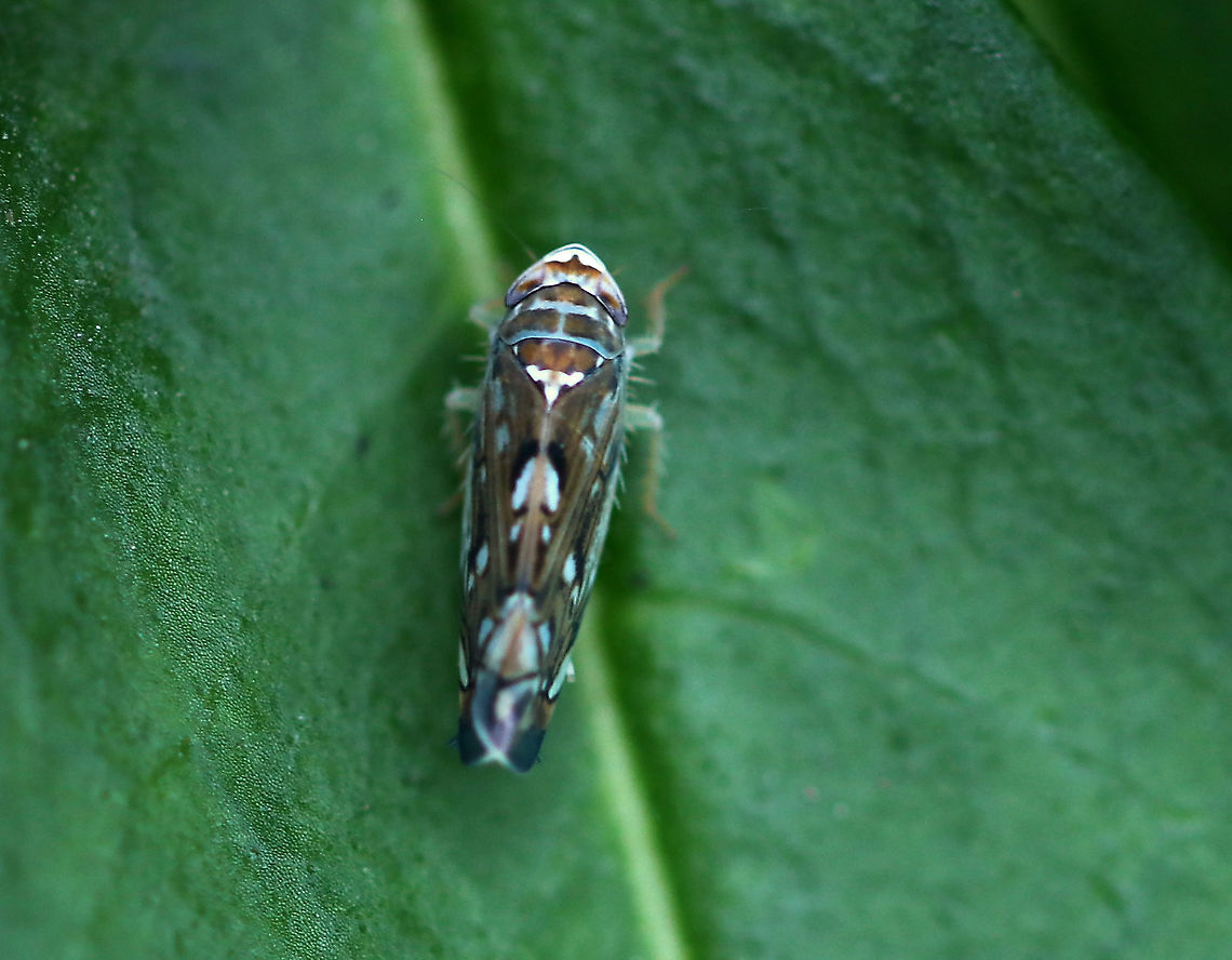 Scaphoideus immistus This leafhopper was gorgeous! It had long leg hairs and short, dark tufts on the end of its abdomen. I wish I had gotten more shots.<br />
<br />
Habitat: Meadow Geotagged,Scaphoideus,Scaphoideus immistus,Summer,United States,leafhopper