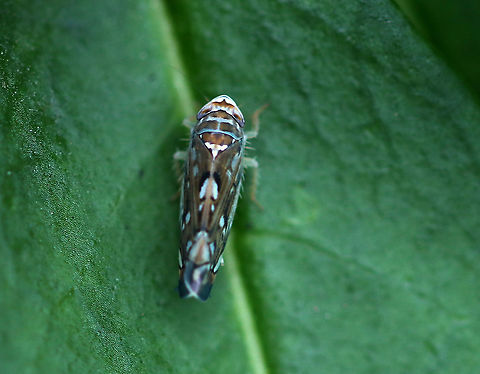 Scaphoideus immistus This leafhopper was gorgeous! It had long leg hairs and short, dark tufts on the end of its abdomen. I wish I had gotten more shots.

Habitat: Meadow Geotagged,Scaphoideus,Scaphoideus immistus,Summer,United States,leafhopper