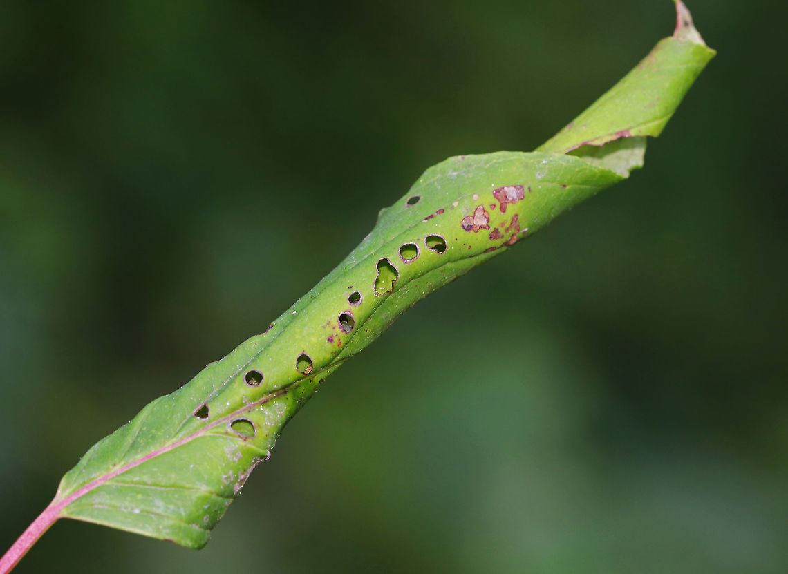 Rolled-up Leaf I found a small larva inside of this rolled up leaf. I&#039;m not sure who made the holes (the larva or another insect).<br />
<br />
Habitat: I think this is honeysuckle (Lonicera sp.); deciduous forest edge<br />
<figure class="photo"><a href="https://www.jungledragon.com/image/86824/unidentified_larva.html" title="Unidentified Larva"><img src="https://s3.amazonaws.com/media.jungledragon.com/images/3232/86824_thumb.jpg?AWSAccessKeyId=05GMT0V3GWVNE7GGM1R2&Expires=1759968010&Signature=0uEJtT1qRd2OHlW0uyMpHKhtDGc%3D" width="200" height="162" alt="Unidentified Larva I found this little larva accompanied by frass and some silk inside a rolled up leaf.<br />
<br />
Habitat: I think the plant was honeysuckle (Lonicera sp.); deciduous forest edge<br />
https://www.jungledragon.com/image/86823/rolled-up_leaf.html Geotagged,Summer,United States,insect,larva,leaf roller" /></a></figure> Geotagged,Summer,United States,insect,larva,leaf roller,signs of wildlife