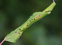 Rolled-up Leaf I found a small larva inside of this rolled up leaf. I'm not sure who made the holes (the larva or another insect).<br />
<br />
Habitat: I think this is honeysuckle (Lonicera sp.); deciduous forest edge<br />
https://www.jungledragon.com/image/86824/unidentified_larva.html Geotagged,Summer,United States,insect,larva,leaf roller,signs of wildlife