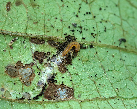 Unidentified Larva I found this little larva accompanied by frass and some silk inside a rolled up leaf.
Habitat: I think the plant was honeysuckle (Lonicera sp.); deciduous forest edge
https://www.jungledragon.com/image/86823/rolled-up_leaf.html Geotagged,Summer,United States,insect,larva,leaf roller