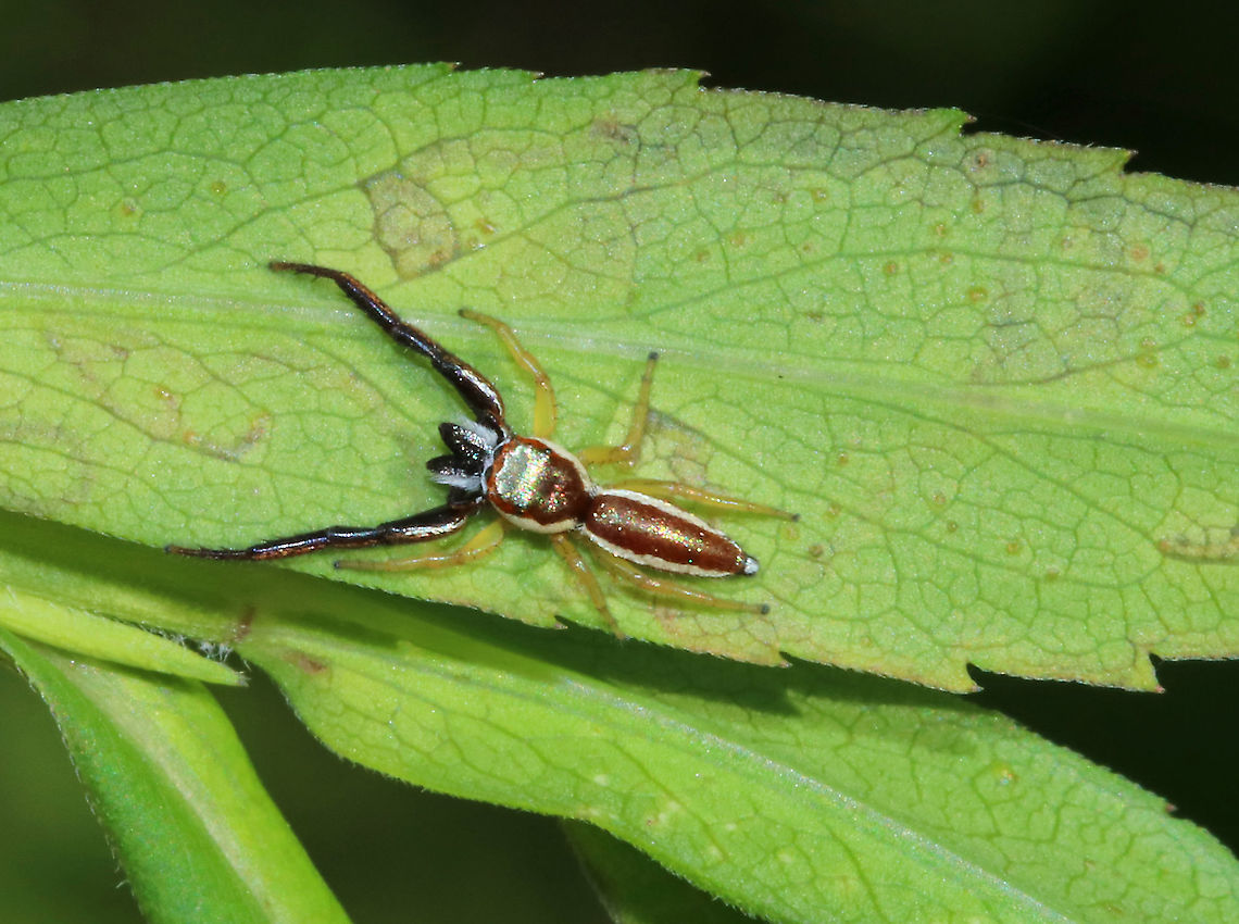 Hentz Jumper (Male) - Hentzia palmarum Isn&#039;t he handsome?!<br />
<br />
Habitat: Meadow<br />
<figure class="photo"><a href="https://www.jungledragon.com/image/86826/hentz_jumper_male_-_hentzia_palmarum.html" title="Hentz Jumper (Male) - Hentzia palmarum"><img src="https://s3.amazonaws.com/media.jungledragon.com/images/3232/86826_thumb.jpg?AWSAccessKeyId=05GMT0V3GWVNE7GGM1R2&Expires=1759968010&Signature=Z1RO%2Bs4wR5dDjrV6h%2Fc7Hey%2FAOw%3D" width="200" height="144" alt="Hentz Jumper (Male) - Hentzia palmarum Isn&#039;t he handsome?!<br />
<br />
Habitat: Meadow<br />
https://www.jungledragon.com/image/86825/hentz_jumper_male_-_hentzia_palmarum.html Geotagged,Hentz Jumper,Hentzia palmarum,Summer,United States,jumping spider,spider" /></a></figure> Geotagged,Hentzia,Hentzia palmarum,Summer,United States,hentz jumper,jumping spider,spider