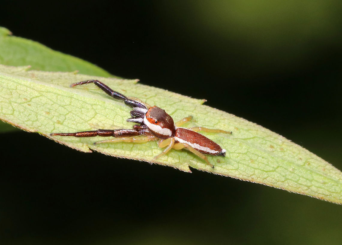 Hentz Jumper (Male) - Hentzia palmarum Isn&#039;t he handsome?!<br />
<br />
Habitat: Meadow<br />
<figure class="photo"><a href="https://www.jungledragon.com/image/86825/hentz_jumper_male_-_hentzia_palmarum.html" title="Hentz Jumper (Male) - Hentzia palmarum"><img src="https://s3.amazonaws.com/media.jungledragon.com/images/3232/86825_thumb.jpg?AWSAccessKeyId=05GMT0V3GWVNE7GGM1R2&Expires=1767225610&Signature=tBHuVl3zgA4Ws33I2eVlJuBwabE%3D" width="200" height="150" alt="Hentz Jumper (Male) - Hentzia palmarum Isn&#039;t he handsome?!<br />
<br />
Habitat: Meadow<br />
https://www.jungledragon.com/image/86826/hentz_jumper_male_-_hentzia_palmarum.html Geotagged,Hentzia,Hentzia palmarum,Summer,United States,hentz jumper,jumping spider,spider" /></a></figure> Geotagged,Hentz Jumper,Hentzia palmarum,Summer,United States,jumping spider,spider