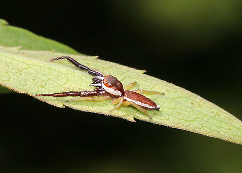 Hentz Jumper (Male) - Hentzia palmarum Isn't he handsome?!

Habitat: Meadow
https://www.jungledragon.com/image/86825/hentz_jumper_male_-_hentzia_palmarum.html Geotagged,Hentz Jumper,Hentzia palmarum,Summer,United States,jumping spider,spider