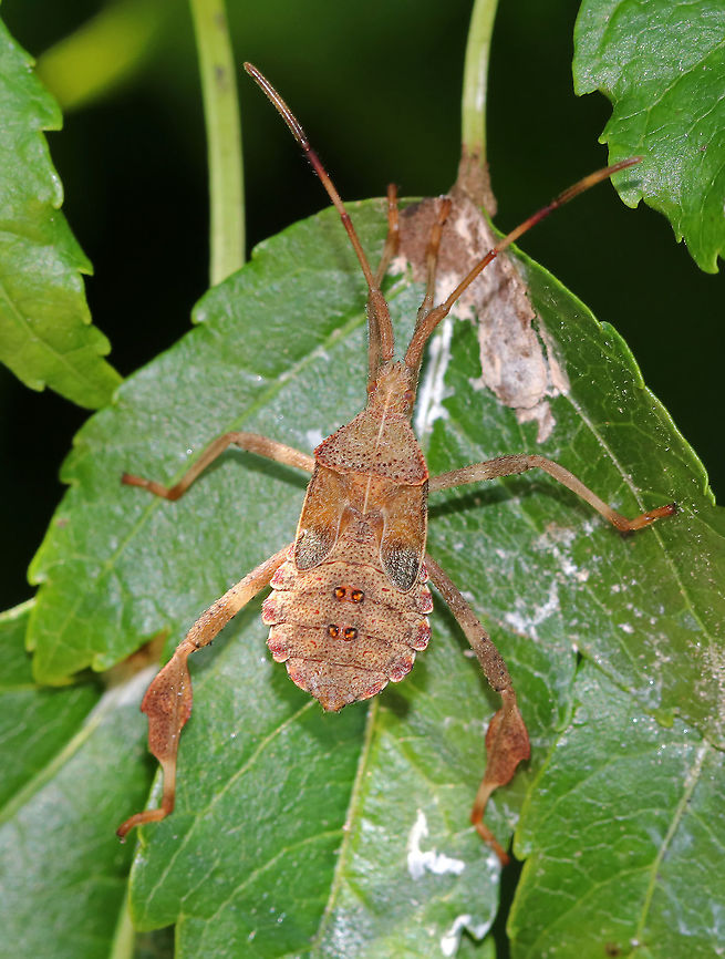 Leaf-footed Bug Nymph - Acanthocephala terminalis Habitat: forest edge Acanthocephala,Acanthocephala terminalis,Coreidae,Geotagged,Summer,United States,bug,leaf-footed bug,nymph